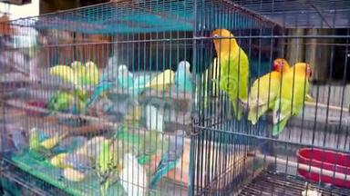 爱鸟鹦鹉在牢房里。 宠物市场上五颜六色的鸟。